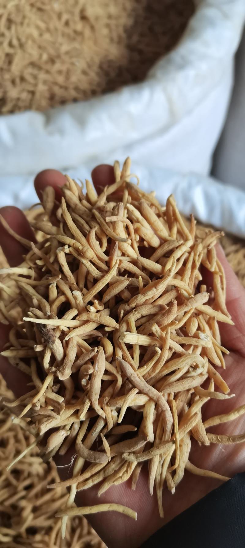 太子参孩儿参无硫各种规格各种中药材批发