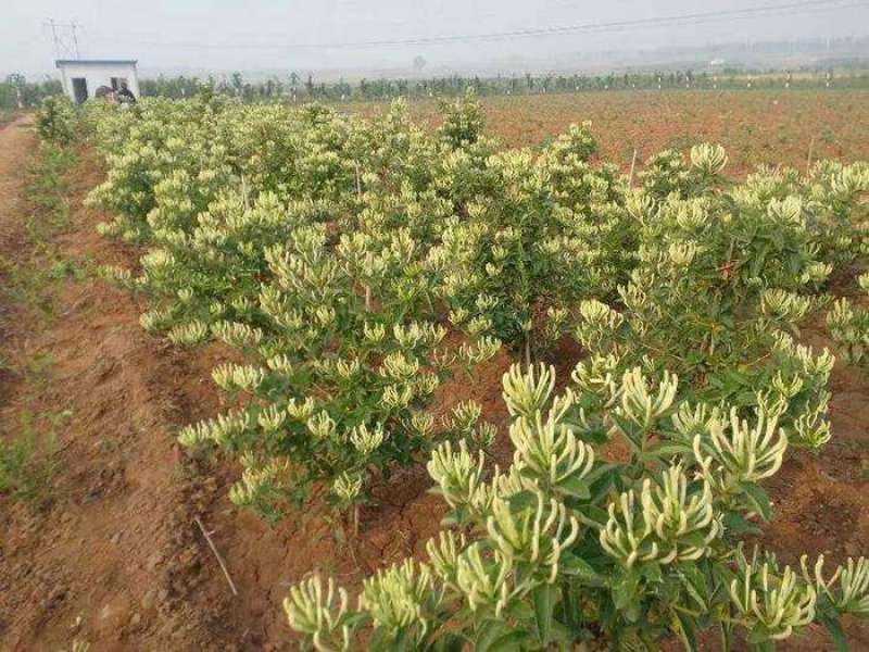 金银花苗盆栽地栽产量高适应性强包成活包邮