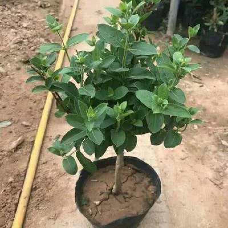 金银花苗盆栽地栽产量高适应性强包成活包邮