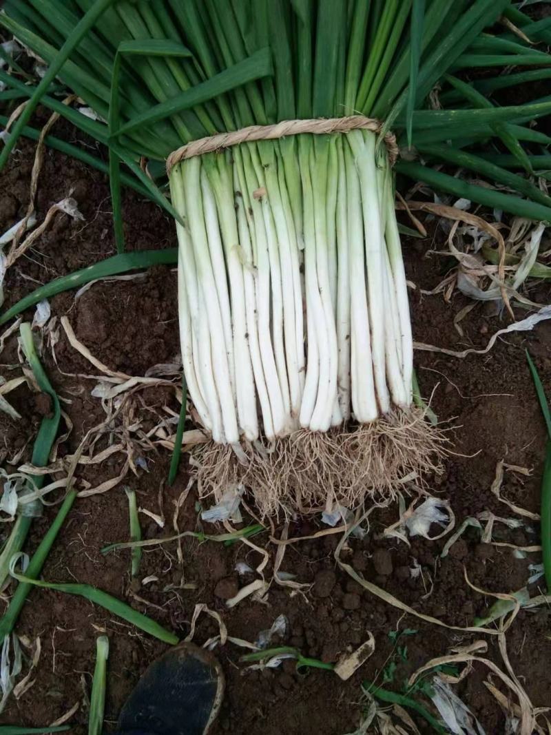 一手货源基地直发大量优质黑分葱上市了有需要的联系大量