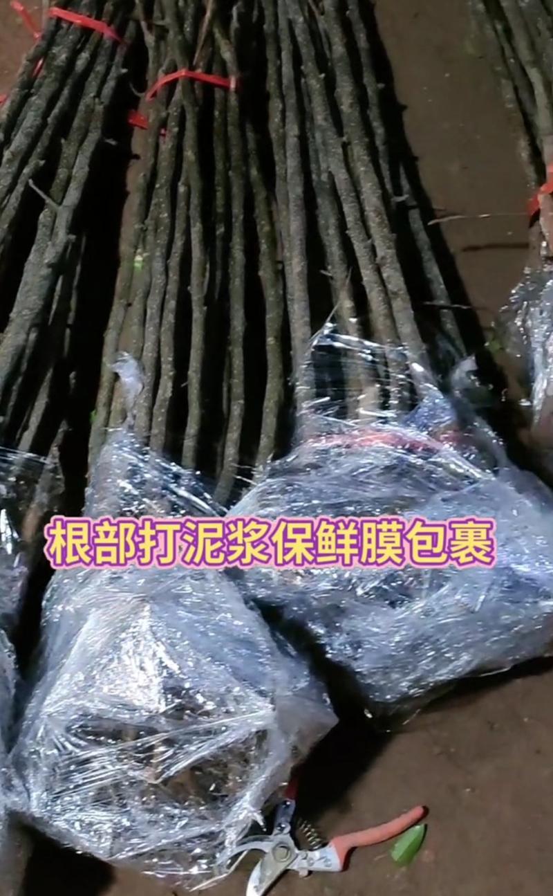 秋月梨树苗品质保证包邮果个大，汁水多味甜