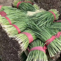 唐山乐亭二刀韭菜大量有货，一手货源，一直供应到春节
