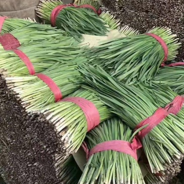 唐山乐亭二刀韭菜大量有货，一手货源，一直供应到春节