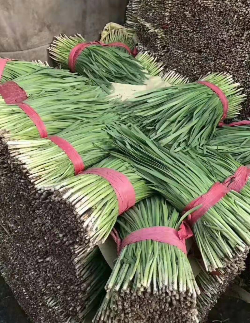 唐山乐亭二刀韭菜大量有货，一手货源，一直供应到春节