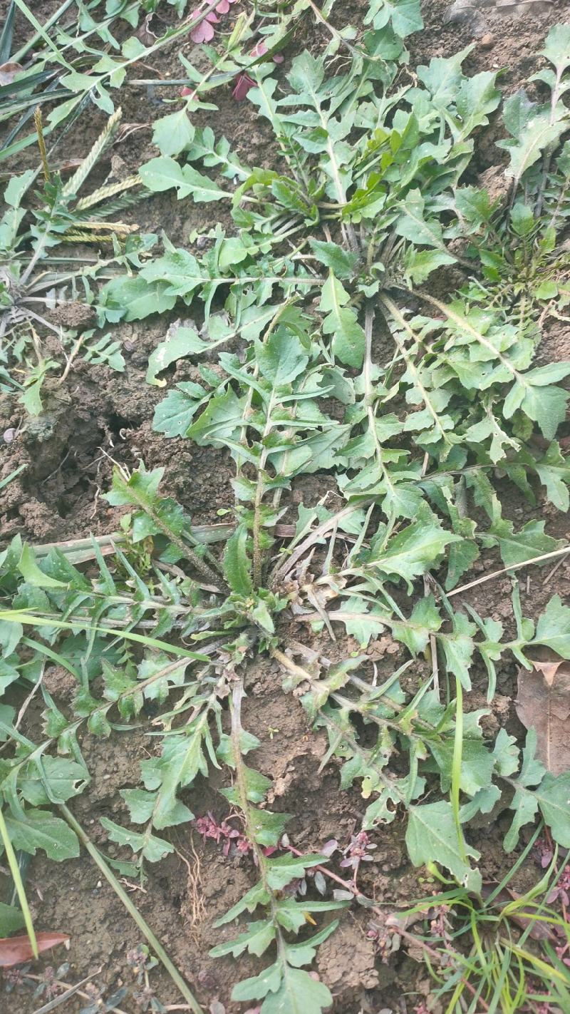 野生荠菜新鲜现挖野菜野生荠荠菜馄饨饺子春卷包子荠菜馅