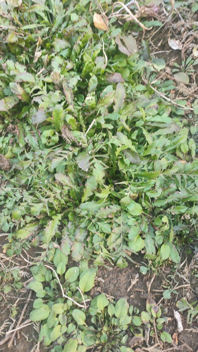 野生荠菜新鲜现挖野菜野生荠荠菜馄饨饺子春卷包子荠菜馅