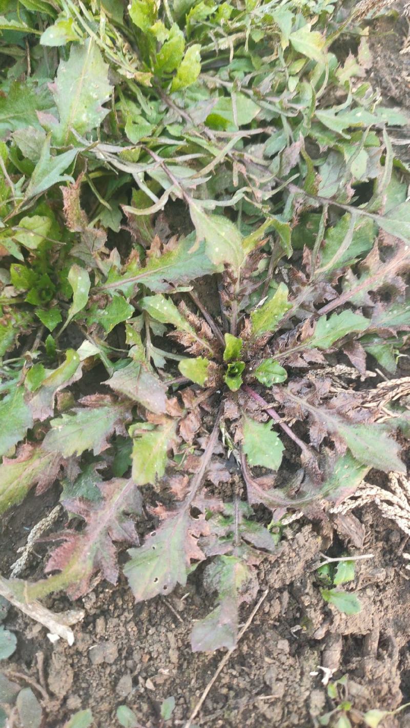 野生荠菜新鲜现挖野菜野生荠荠菜馄饨饺子春卷包子荠菜馅