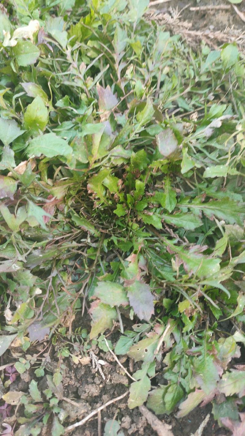 野生荠菜新鲜现挖野菜野生荠荠菜馄饨饺子春卷包子荠菜馅