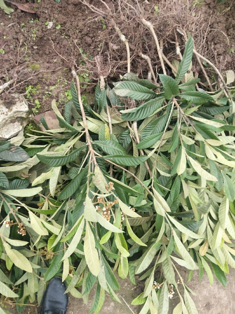 正宗大五星批粑嫁接苗，品种纯，产量高，欢迎进店