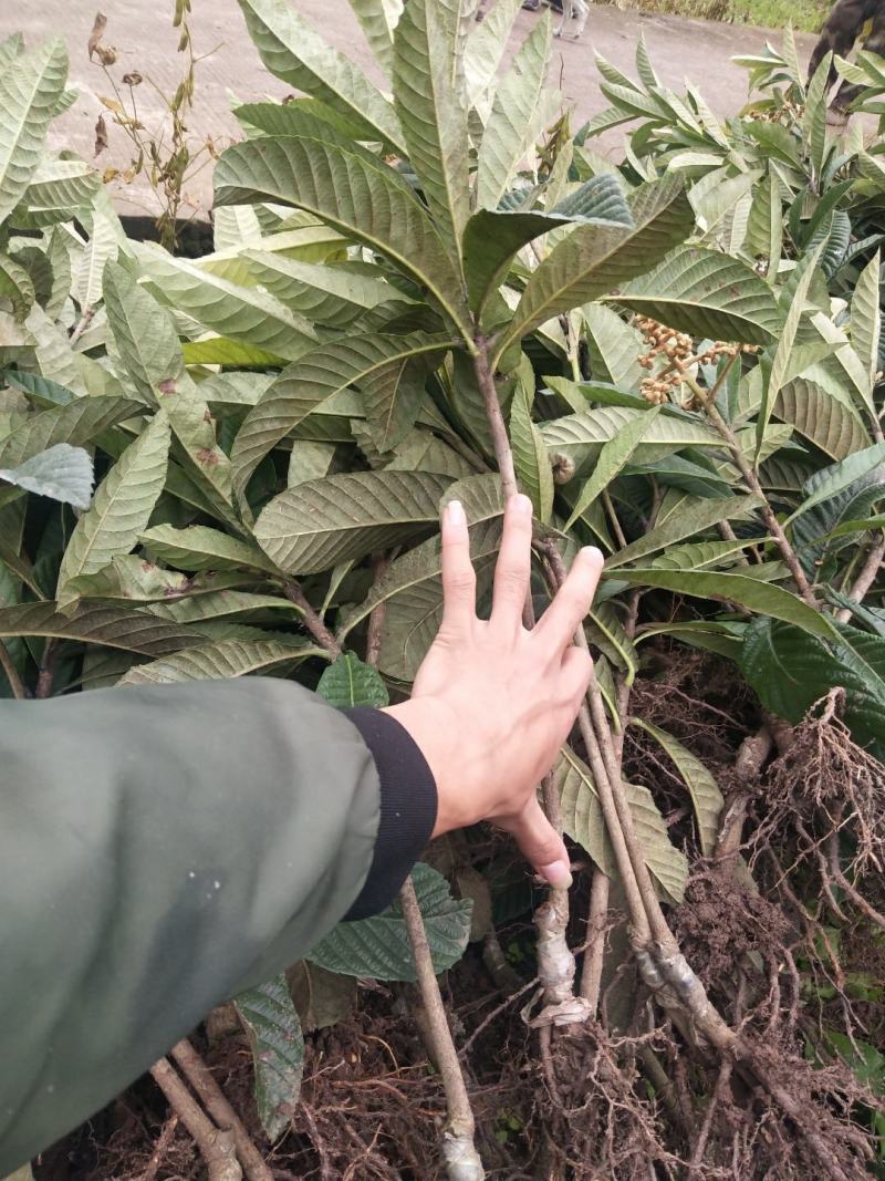 正宗大五星批粑嫁接苗，品种纯，产量高，欢迎进店