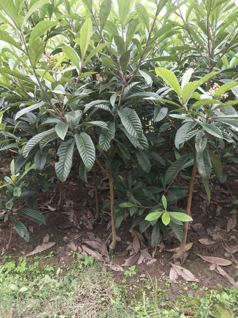 正宗大五星批粑嫁接苗，品种纯，产量高，欢迎进店