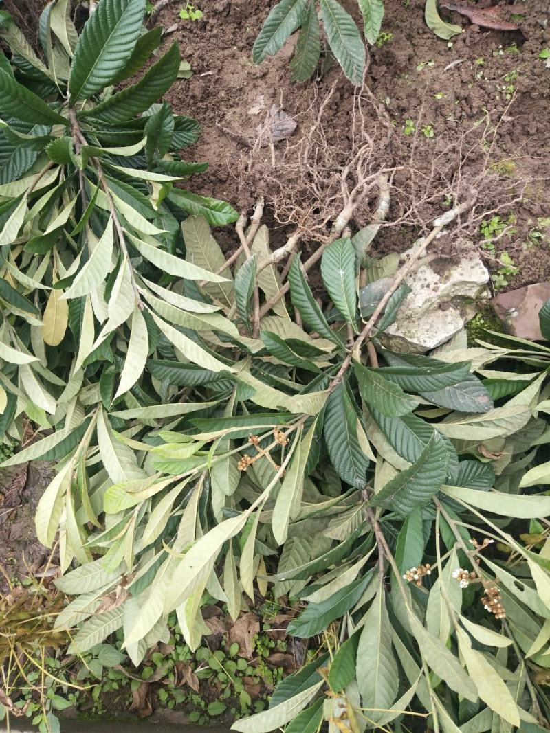 正宗大五星批粑嫁接苗，品种纯，产量高，欢迎进店