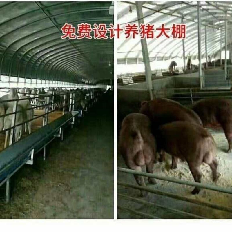连栋，联动大棚肩并肩，养鸡鸭鹅，西瓜，蔬菜草莓大棚
