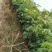 基地直供坏苗包赔嫁接石硖龙眼苗\储良龙眼苗\四季龙眼苗/