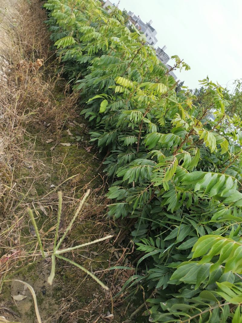 基地直供坏苗包赔嫁接石硖龙眼苗\储良龙眼苗\四季龙眼苗/