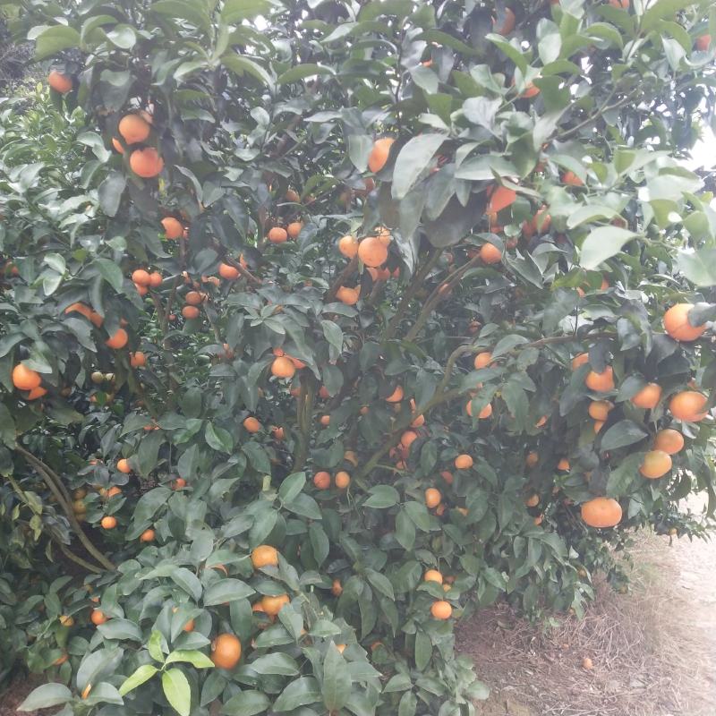 沙糖桔已上市价格优惠，有想法的联系