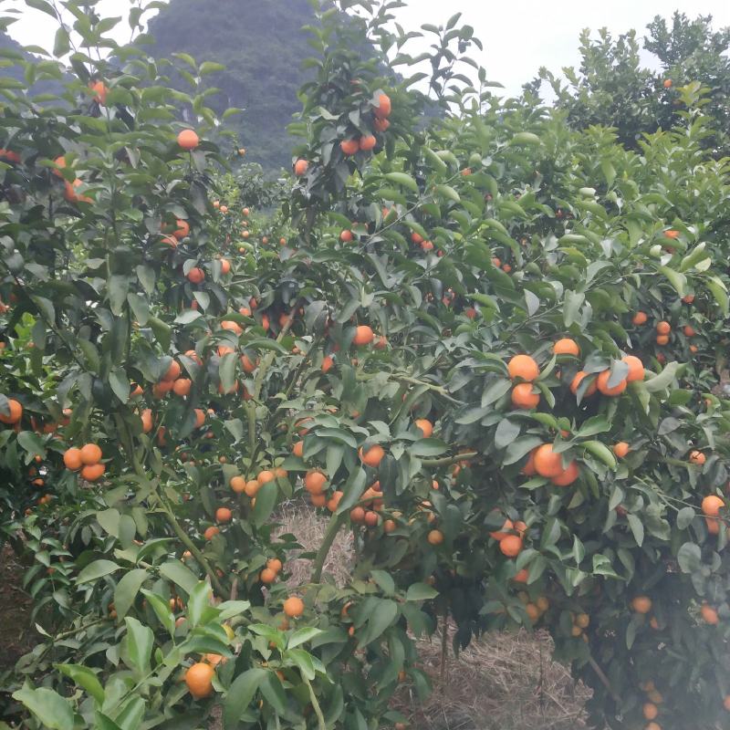 沙糖桔已上市价格优惠，有想法的联系