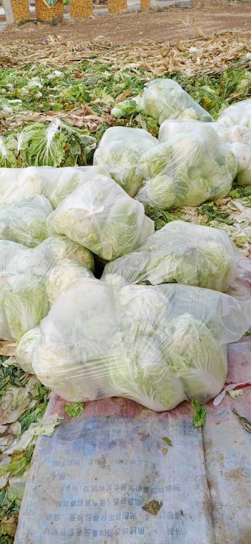 大白菜，义和秋，北京三号大量上市