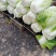 大白菜，义和秋，北京三号大量上市