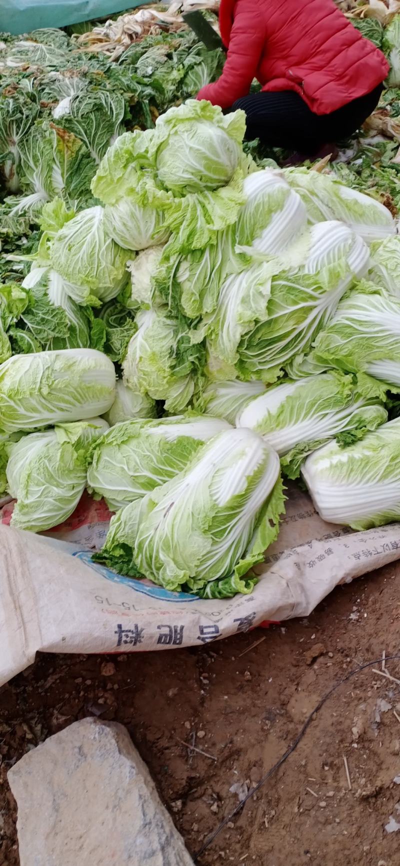 大白菜，义和秋，北京三号大量上市
