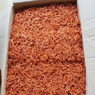 精品优质南极深海鳞虾
