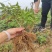 软枣猕猴桃苗基地签约发苗自花授粉包成活包技术