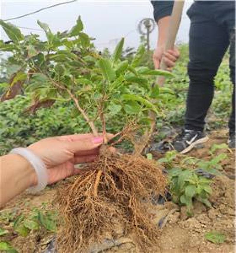 软枣猕猴桃苗基地签约发苗自花授粉包成活包技术