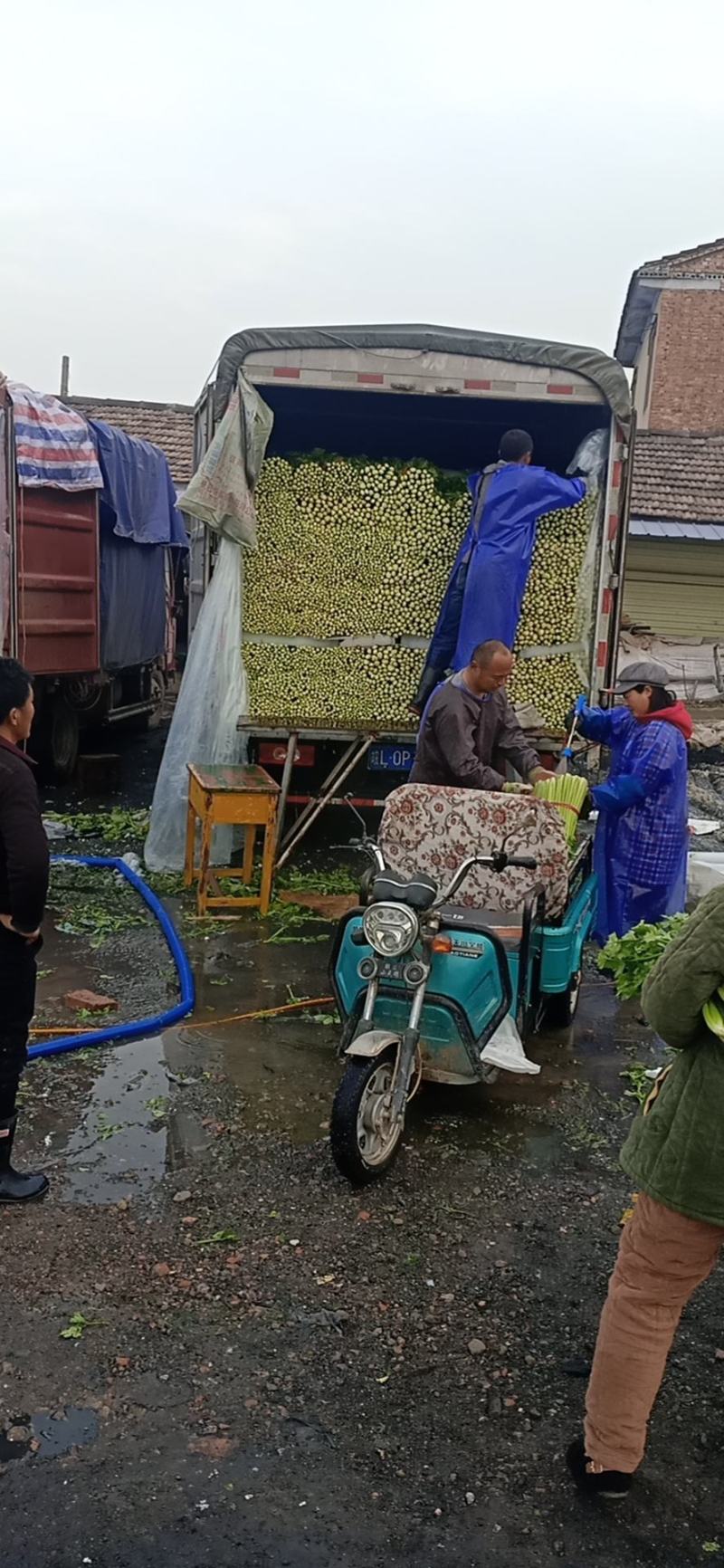 砀山大量出售芹菜价格低，。法国皇后一级苗，数量巨大