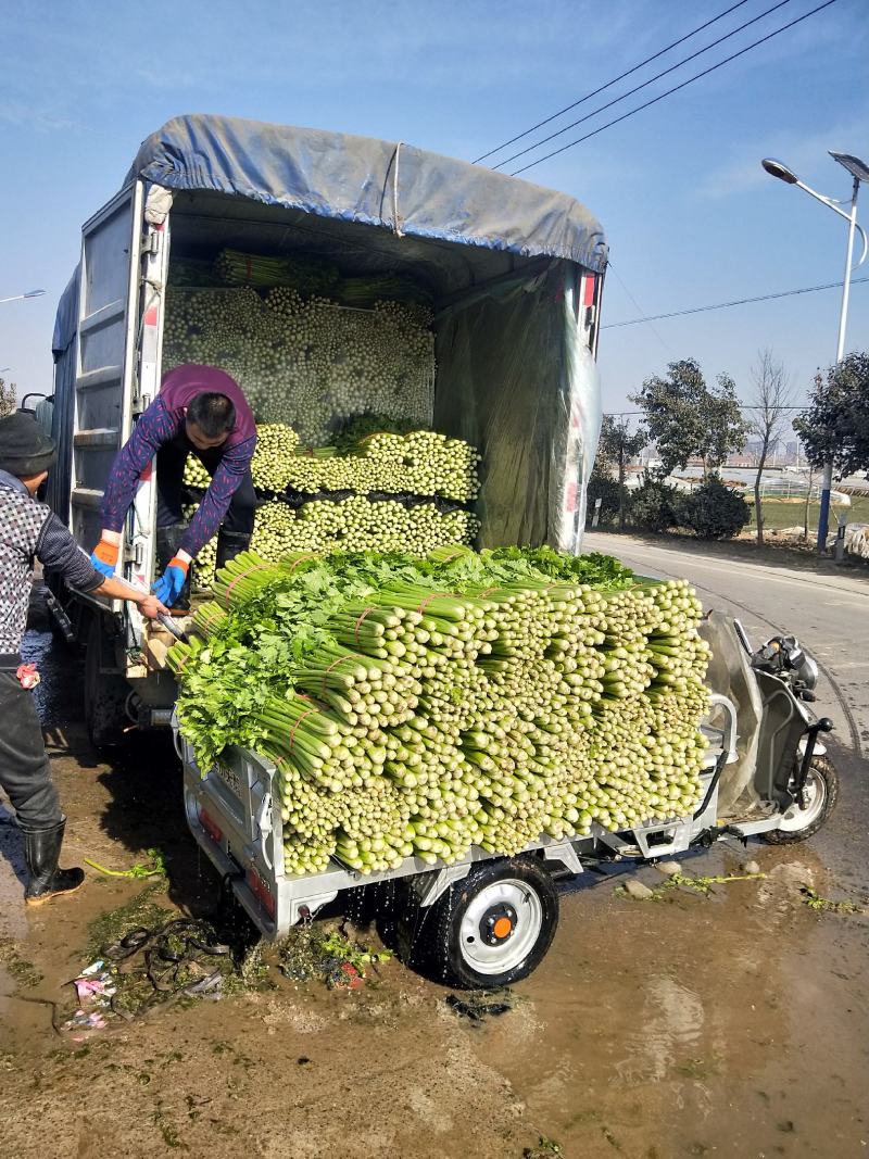 砀山大量出售芹菜价格低，。法国皇后一级苗，数量巨大