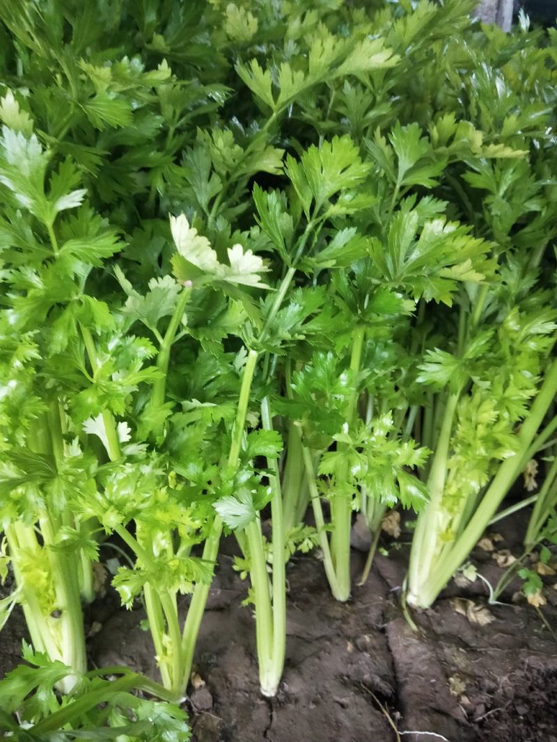 砀山大量出售芹菜价格低，。法国皇后一级苗，数量巨大