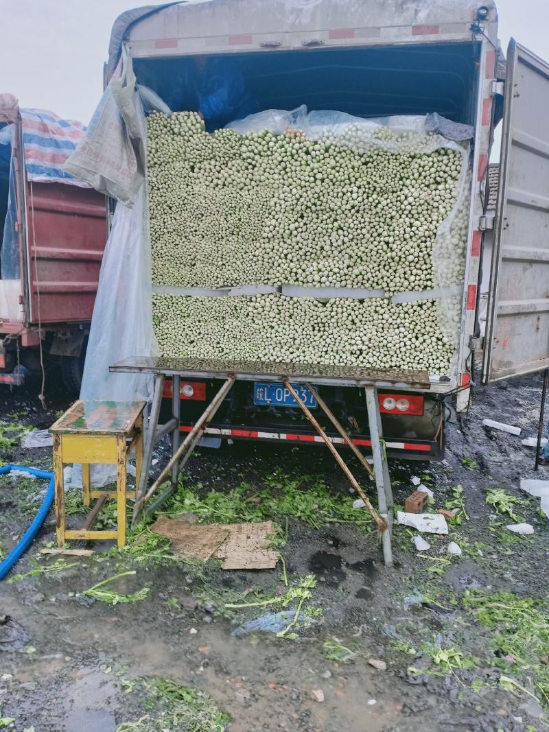 砀山大量出售芹菜价格低，。法国皇后一级苗，数量巨大