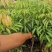嫁接桂荔枝树苗/桂味荔苗/桂味荔枝苗杯苗基地直供坏苗包赔