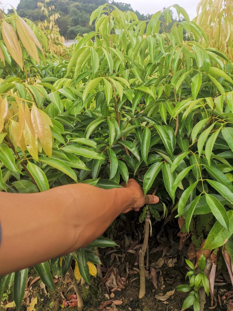 嫁接桂荔枝树苗/桂味荔苗/桂味荔枝苗杯苗基地直供坏苗包赔