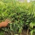 嫁接桂荔枝树苗/桂味荔苗/桂味荔枝苗杯苗基地直供坏苗包赔