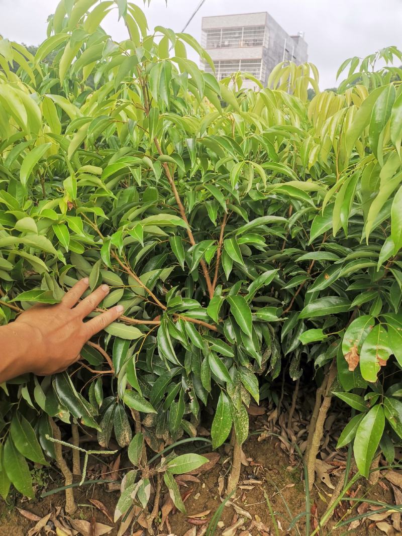 嫁接桂荔枝树苗/桂味荔苗/桂味荔枝苗杯苗基地直供坏苗包赔