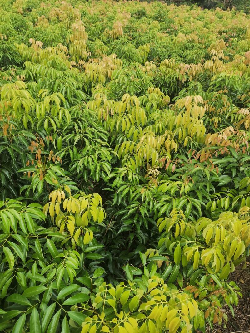 嫁接桂荔枝树苗/桂味荔苗/桂味荔枝苗杯苗基地直供坏苗包赔