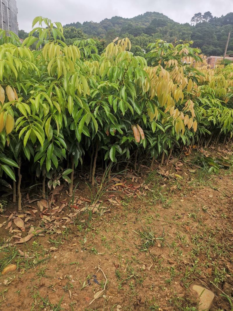 嫁接桂荔枝树苗/桂味荔苗/桂味荔枝苗杯苗基地直供坏苗包赔