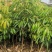 嫁接桂荔枝树苗/桂味荔苗/桂味荔枝苗杯苗基地直供坏苗包赔