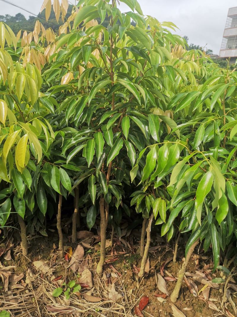 嫁接桂荔枝树苗/桂味荔苗/桂味荔枝苗杯苗基地直供坏苗包赔