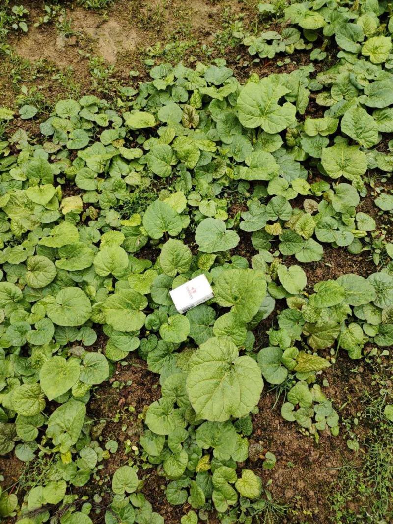 供应大黄种苗湖北恩施马蹄大黄苗大黄种苗种子，纯正马蹄大。
