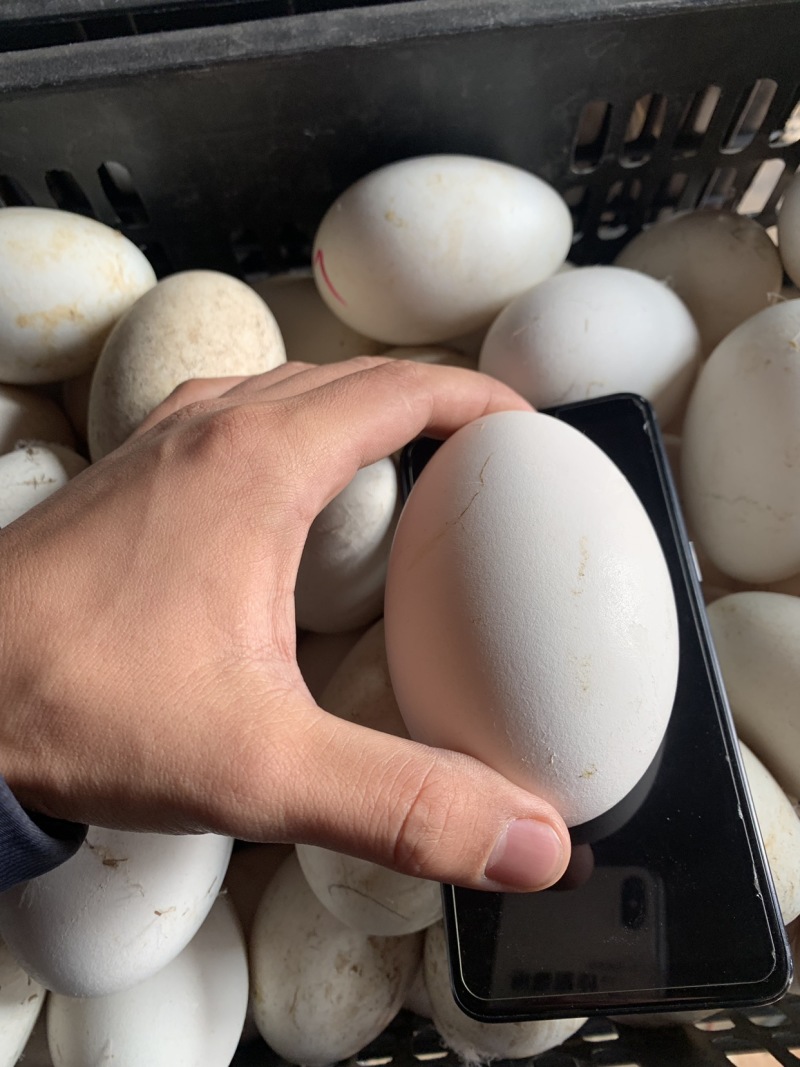 双黄蛋，馈赠佳品。新鲜度特别高。双黄蛋
