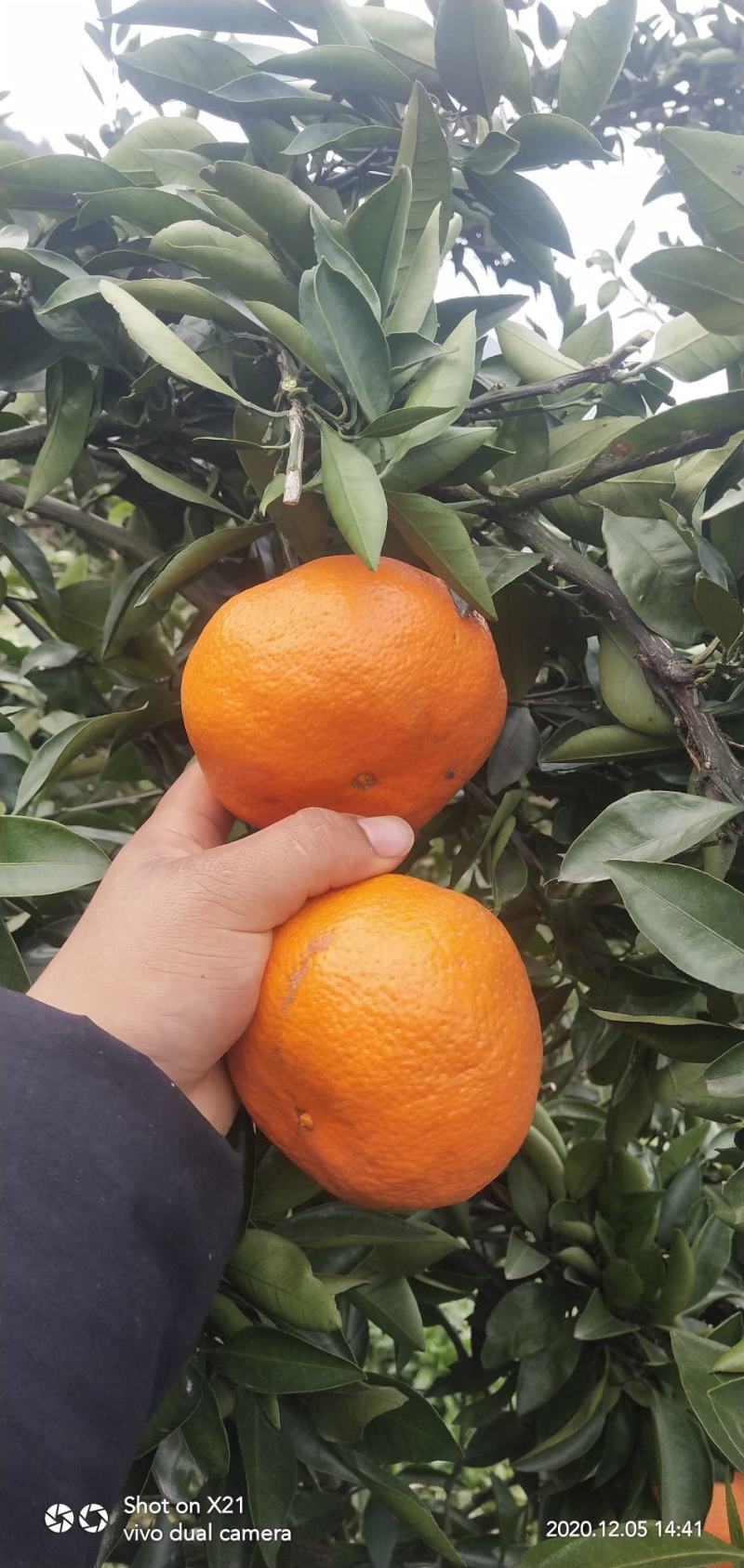 石门县普早蜜橘大量上市，口感甜，果面量，