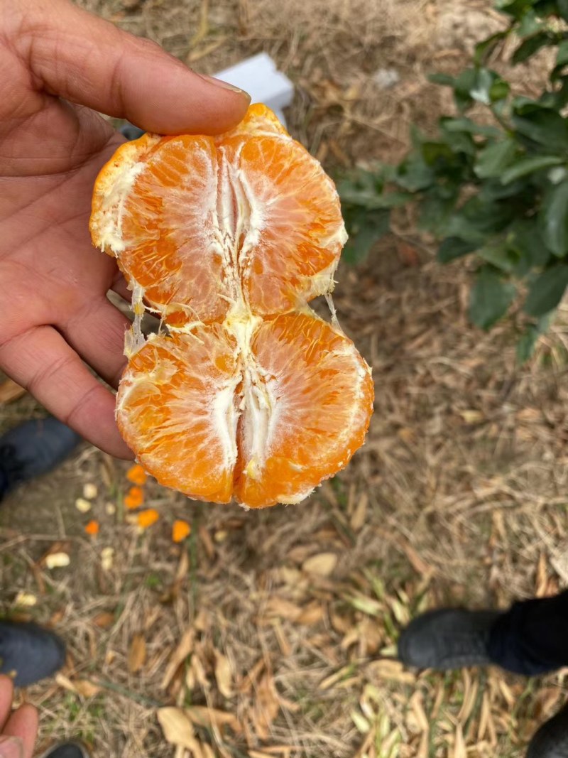 新津60号，明日旺柑橘枝条，老熟粗壮饱满