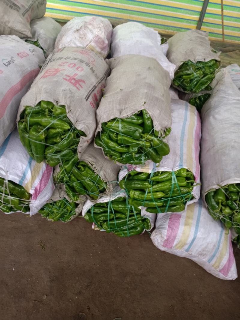 辣椒大量上市中品质好价格低欢迎新老客户前前发货
