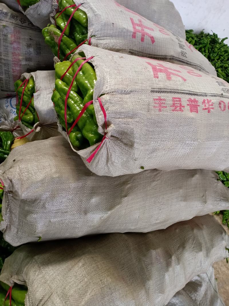 辣椒大量上市中品质好价格低欢迎新老客户前前发货