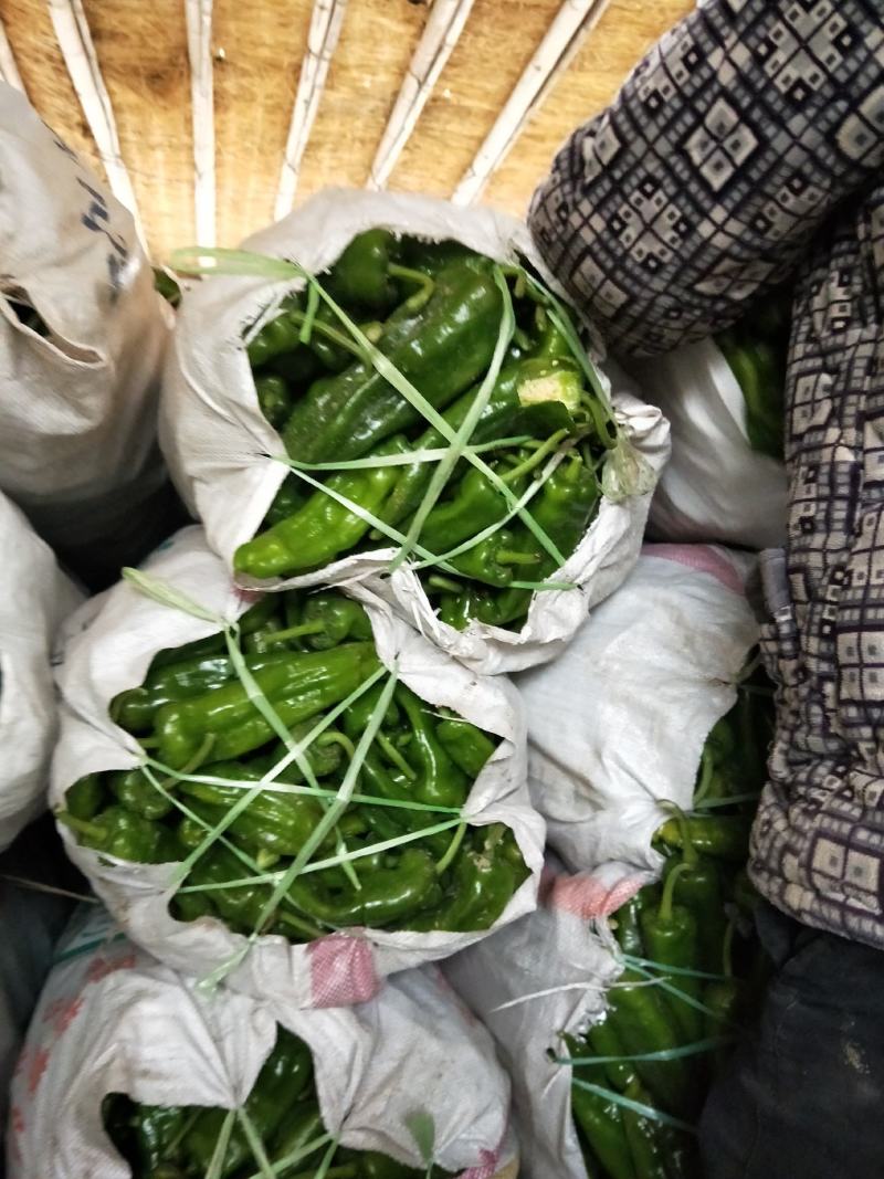 辣椒大量上市中品质好价格低欢迎新老客户前前发货