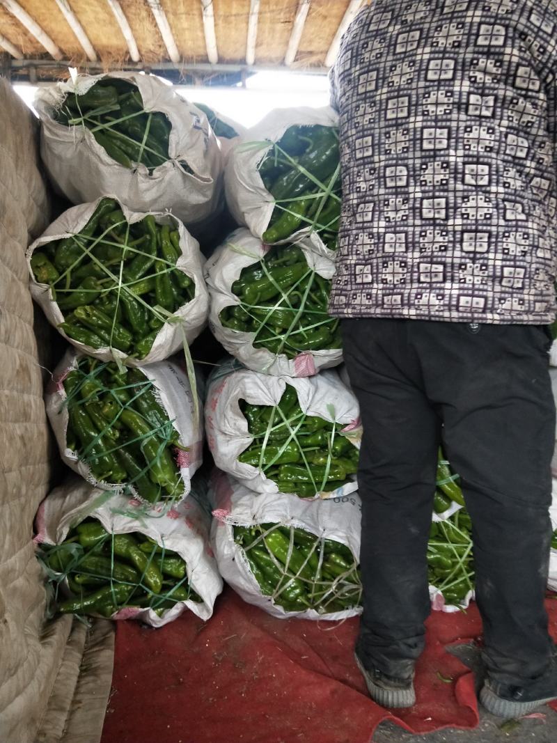 辣椒大量上市中品质好价格低欢迎新老客户前前发货