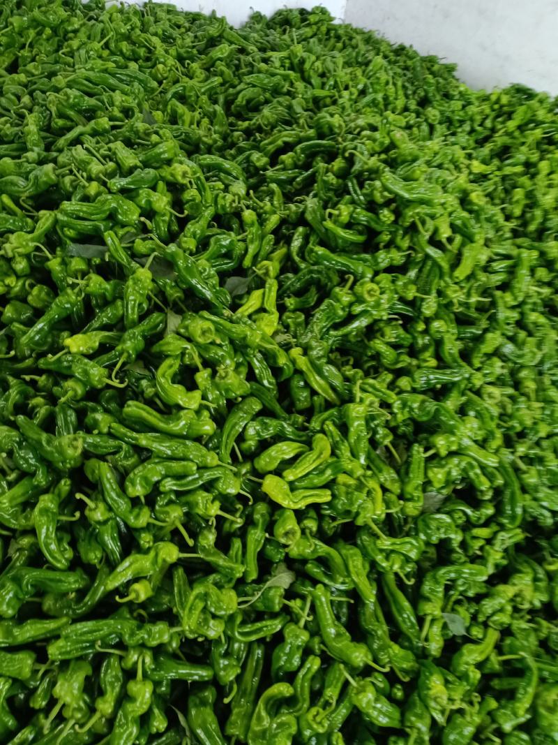 辣椒大量上市中品质好价格低欢迎新老客户前前发货