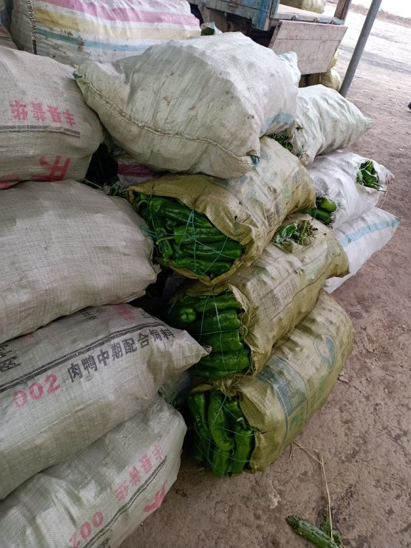 辣椒大量上市中品质好价格低欢迎新老客户前前发货
