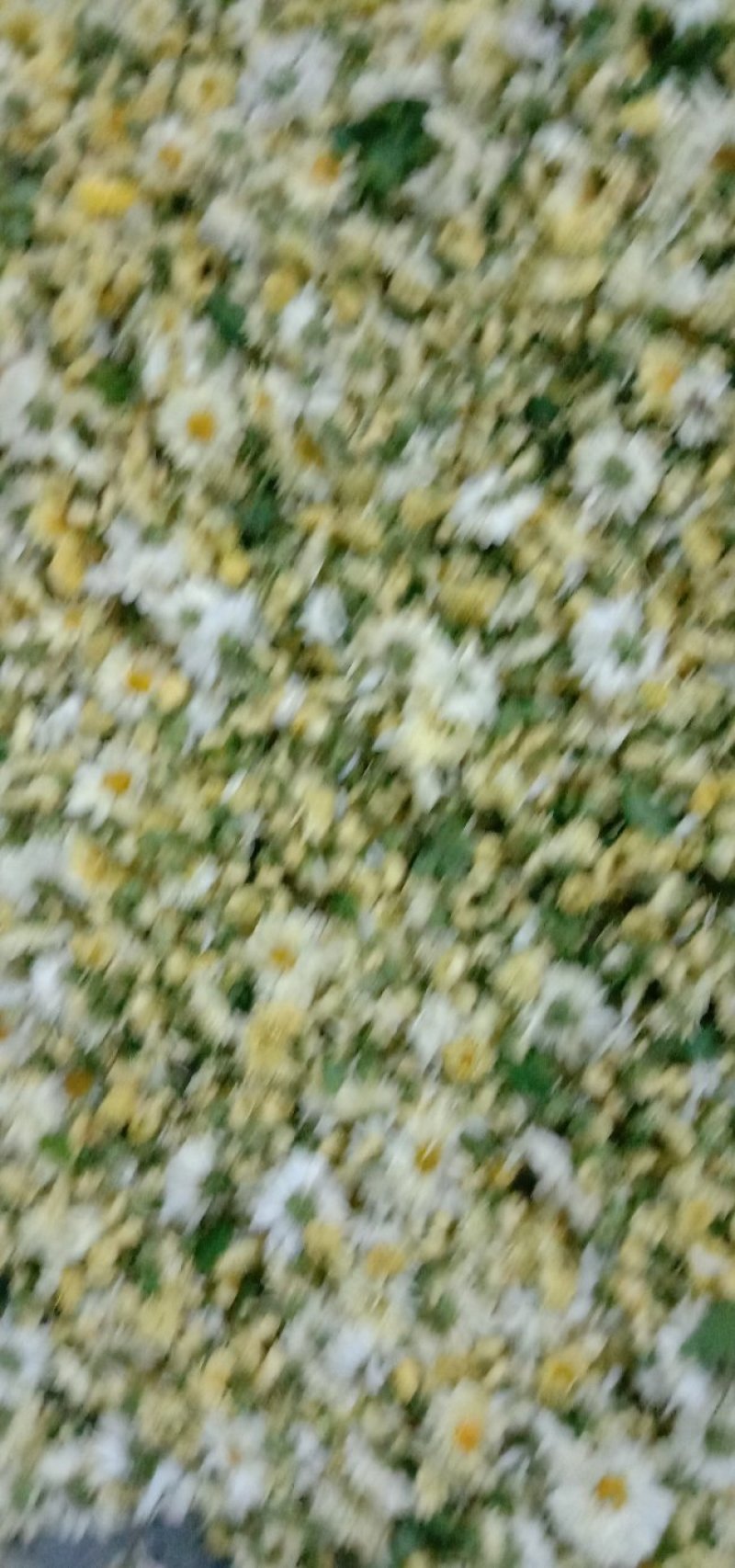 杭百菊
